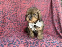 Oscar, a male Miniature Aussiedoodle for sale in Lakeland, FL – 8 of 9