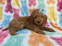Truffles, a female Cockapoo for sale in Lakeland, FL – 2 of 8