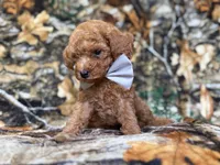 Landon, a male Cavapoo for sale in Lakeland, FL – 8 of 9