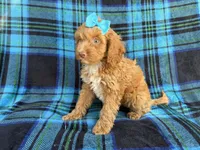 Trixie, a female Cockapoo for sale in Lakeland, FL – 8 of 9