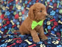 Leroy, a male Miniature Goldendoodle for sale in Lakeland, FL – 7 of 7