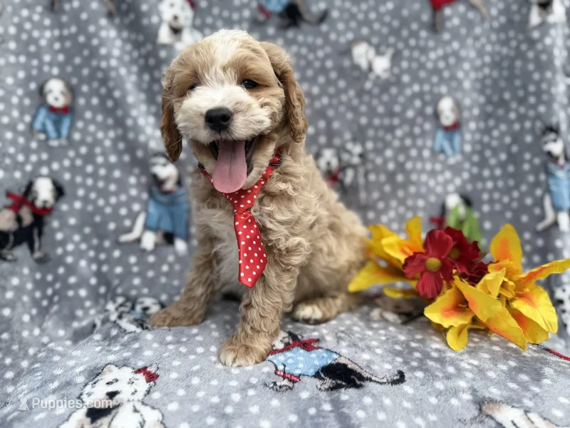 Tate, a male Cockapoo and Poodle - Miniature  for sale in Lakeland, FL – Photo 1 of 7