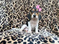 Winnie, a female Beagle for sale in Lakeland, FL – 8 of 9