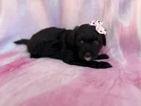 Daisy, a female Miniature Aussiedoodle for sale in Lakeland, FL – 7 of 7