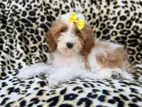 Jazzy, a female Poodle - Miniature  for sale in Lakeland, FL – 3 of 9