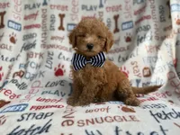 Luke, a male Goldendoodle for sale in Lakeland, FL – 3 of 8
