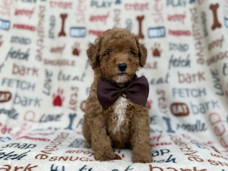 Adam – Cavapoo, Poodle - Miniature  puppy for sale in Lakeland, FL