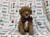 Adam, a male Cavapoo and Poodle - Miniature  for sale in Lakeland, FL – 1 of 9