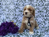 Finn, a male Cockapoo and Poodle - Miniature  for sale in Lakeland, FL – Photo 6 of 8