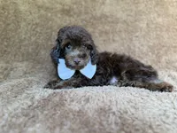 Chase, a male Cavapoo for sale in Lakeland, FL – 8 of 9