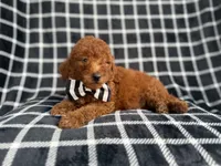 Levi, a male Goldendoodle and Poodle - Miniature  for sale in Lakeland, FL – 7 of 8