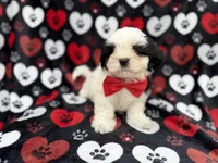 Sebastian, a male Shih Tzu and Shichon for sale in Lakeland, FL – 3 of 10