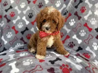 Leo, a male Cavapoo for sale in Lakeland, FL – 4 of 9