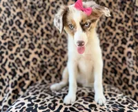 Brynlee, a female Miniature Australian Shepherd for sale in Lakeland, FL – 2 of 7
