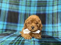 Cody, a male Cavapoo and Poodle - Miniature  for sale in Lakeland, FL – 2 of 9