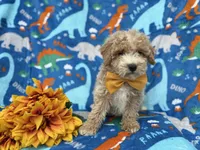 Theo, a male Cockapoo and Poodle - Miniature  for sale in Lakeland, FL – Photo 4 of 9
