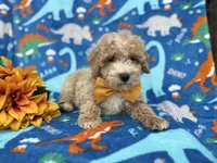 Theo, a male Cockapoo and Poodle - Miniature  for sale in Lakeland, FL – Photo 3 of 9
