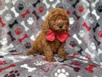 Smokey, a male Miniature Goldendoodle for sale in Lakeland, FL – 4 of 8