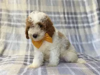 Sarge, a male Cavapoo for sale in Lakeland, FL – 8 of 10
