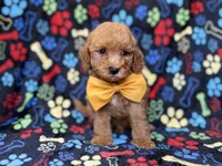 Lane, a male Cavapoo for sale in Lakeland, FL – 3 of 8