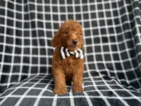 Levi, a male Goldendoodle and Poodle - Miniature  for sale in Lakeland, FL – 8 of 8