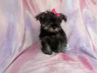 Phoebe, a female Miniature Schnauzer for sale in Lakeland, FL – 7 of 7