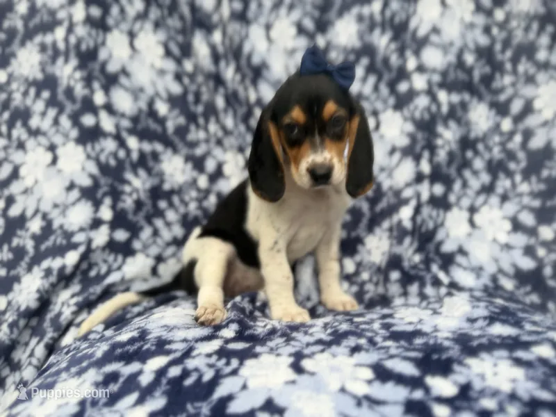 Whitney – Beagle puppy for sale in Lakeland, FL