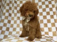 Paxton, a male Cockapoo for sale in Lakeland, FL – 4 of 9