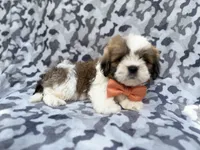Gannon, a male Lhasa Apso for sale in Lakeland, FL – 4 of 7