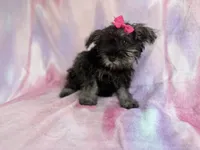 Phoebe, a female Miniature Schnauzer for sale in Lakeland, FL – 4 of 7