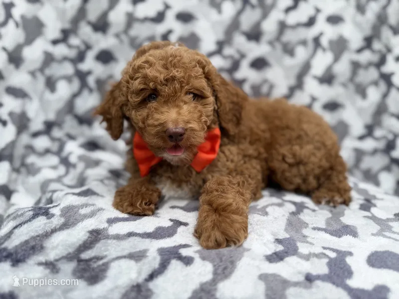 Rover – Cockapoo puppy for sale in Lakeland, FL