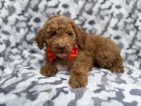 Rover, a male Cockapoo for sale in Lakeland, FL – 1 of 8