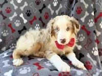 Browser , a male Miniature Australian Shepherd for sale in Lakeland, FL – 6 of 8