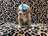 Fancy, a female Cockapoo for sale in Lakeland, FL – 2 of 7