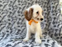 Trent, a male Cockapoo for sale in Lakeland, FL – 5 of 9