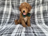 Ozzy, a male Miniature Aussiedoodle for sale in Lakeland, FL – 7 of 7