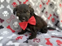 Duce, a male Miniature Aussiedoodle for sale in Lakeland, FL – 5 of 7
