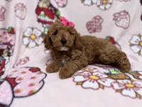 Remi, a female Cockapoo for sale in Lakeland, FL – 3 of 8
