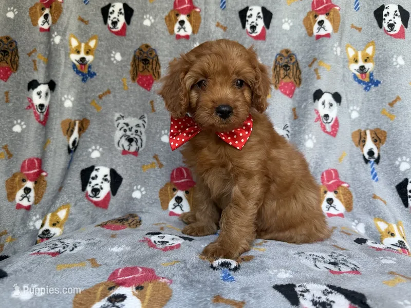 Meeko – Cavapoo puppy for sale in Lakeland, FL
