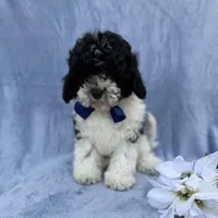 Odie, a male Cavapoo for sale in Lakeland, FL – Photo 5 of 8