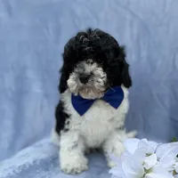 Odie, a male Cavapoo for sale in Lakeland, FL – Photo 2 of 8