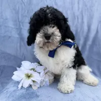 Odie, a male Cavapoo for sale in Lakeland, FL – Photo 1 of 8