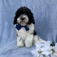 Odie, a male Cavapoo for sale in Lakeland, FL – Photo 3 of 8