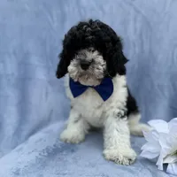 Odie, a male Cavapoo for sale in Lakeland, FL – Photo 7 of 8