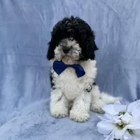 Odie, a male Cavapoo for sale in Lakeland, FL – Photo 6 of 8