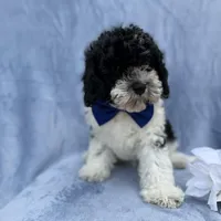 Odie, a male Cavapoo for sale in Lakeland, FL – Photo 4 of 8