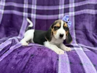 Pooh, a female Beagle for sale in Lakeland, FL – 5 of 8