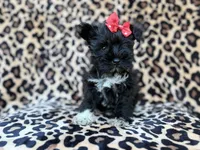 Zelda, a female Miniature Schnauzer for sale in Lakeland, FL – 10 of 10