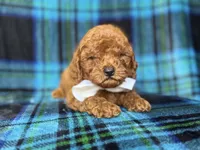 Cody, a male Cavapoo and Poodle - Miniature  for sale in Lakeland, FL – 6 of 9