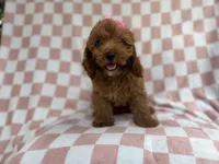 Reba, a female Cavapoo for sale in Lakeland, FL – 3 of 9